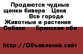 Продаются чудные щенки бивера › Цена ­ 25 000 - Все города Животные и растения » Собаки   . Брянская обл.